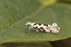 Ypsolopha sequella