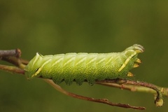 Vårspinner (Endromis versicolora)