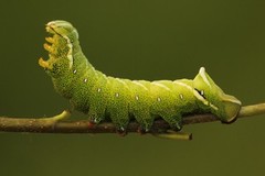 Vårspinner (Endromis versicolora)