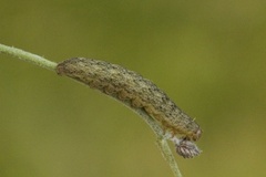 Broad-barred White (Hecatera bicolorata)
