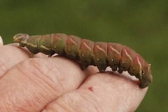 Vårspinner (Endromis versicolora)