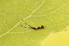 Sallow Kitten (Furcula furcula)