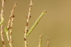 Heibladmåler (Chlorissa viridata)