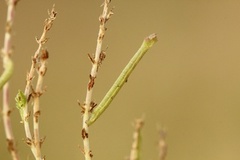 Heibladmåler (Chlorissa viridata)