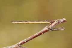 Orange Moth (Angerona prunaria)