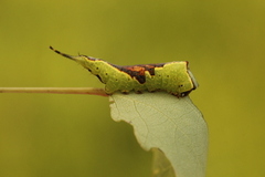 Liten gaffelstjert (Furcula furcula)