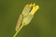 Tofargefly (Hecatera bicolorata)