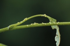 Strekmåler (Angerona prunaria)