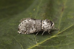 Sallow Kitten (Furcula furcula)