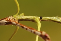 Liten gaffelstjert (Furcula furcula)