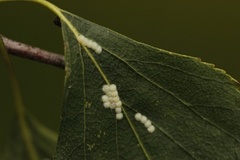 Broket kveldfly (Acronicta auricoma)