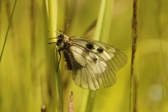 Clouded Apollo (Parnassius mnemosyne)
