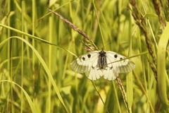 Clouded Apollo (Parnassius mnemosyne)