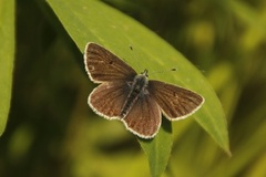 Brun blåvinge (Aricia eumedon)