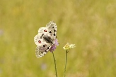 Apollosommerfugl (Parnassius apollo)