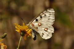 Apollosommerfugl (Parnassius apollo)