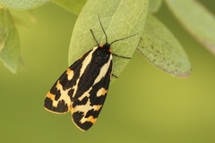 Wood Tiger (Parasemia plantaginis)