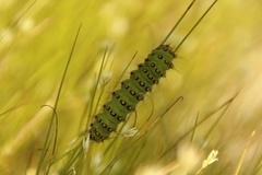 Emperor Moth (Saturnia pavonia)