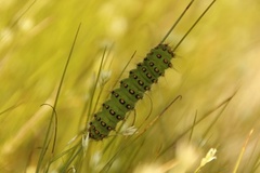 Nattpåfugløye (Saturnia pavonia)