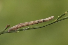 Barred Umber (Plagodis pulveraria)