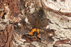 Orange Underwing (Archiearis parthenias)