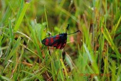 Seksflekket bloddråpesvermer (Zygaena filipendulae)