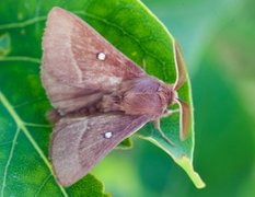 Kløverspinner (Lasiocampa trifolii)