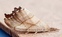 Scalloped Hook-tip (Falcaria lacertinaria)