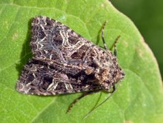 Fiolett nellikfly (Sideridis rivularis)