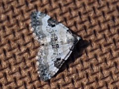 Pretty Pinion (Perizoma blandiata)