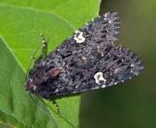 Dot Moth (Melanchra persicariae)