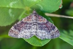 Red Twin-spot Carpet (Xanthorhoe spadicearia)