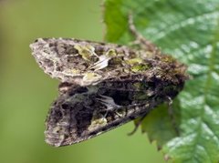 Orache Moth (Trachea atriplicis)
