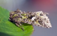 Orache Moth (Trachea atriplicis)