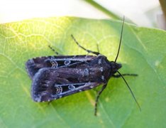 White-line Dart (Euxoa tritici)