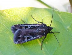 Gråbrunt sandjordfly (Euxoa tritici)