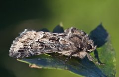 Strandfly (Thalpophila matura)