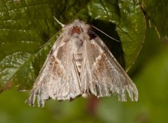 Prakthalvspinner (Habrosyne pyritoides)