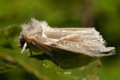 Prakthalvspinner (Habrosyne pyritoides)