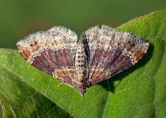 Red Twin-spot Carpet (Xanthorhoe spadicearia)