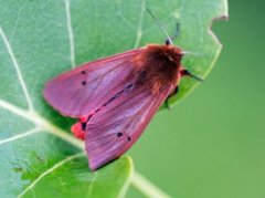 Ruby Tiger (Phragmatobia fuliginosa)