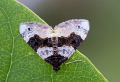 Purple Bar (Cosmorhoe ocellata)