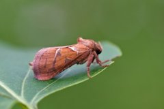 Rød roteter (Triodia sylvina)