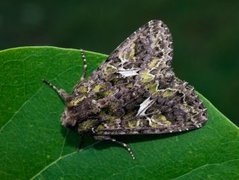 Orache Moth (Trachea atriplicis)