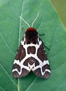 Garden Tiger (Arctia caja)