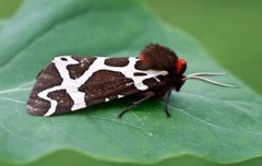 Garden Tiger (Arctia caja)