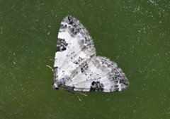 Pretty Pinion (Perizoma blandiata)