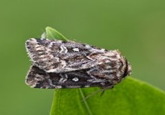 Røsslyngfly (Lycophotia porphyrea)