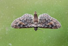 Rustdvergmåler (Eupithecia icterata)