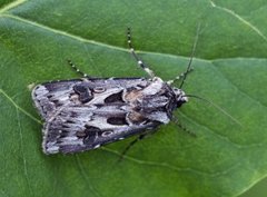 Fagerjordfly (Agrotis vestigialis)